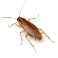 Тараканы: описание вида, биология, методы борьбы - МГЦД